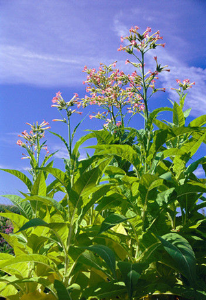 Tobacco Plant