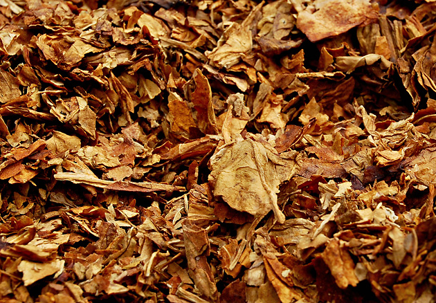 tobacco
